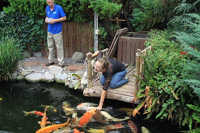 Carp feeding at Butterfly World