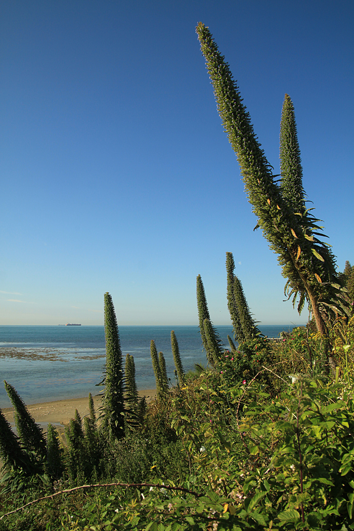 Echiums