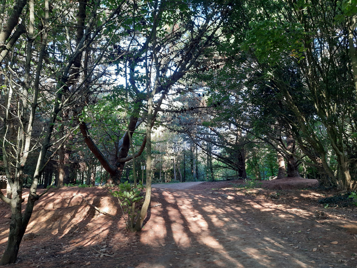 The Garlic Farm Wood